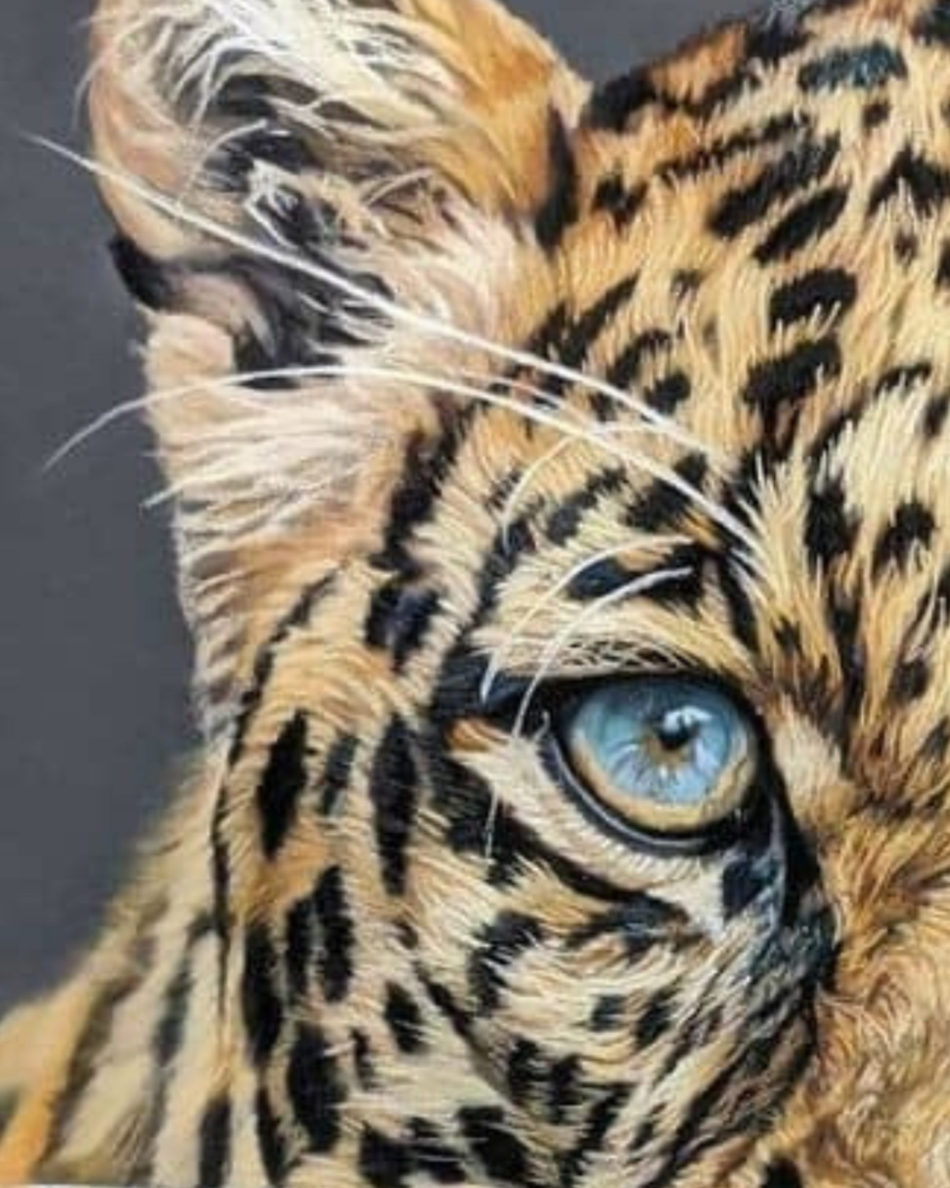 Close-up of a leopard's face with a focus on its eye.